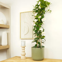 Tropical Rocktrumpet Mandevilla Indoor Houseplant - shown in a decorative pot sold separately.