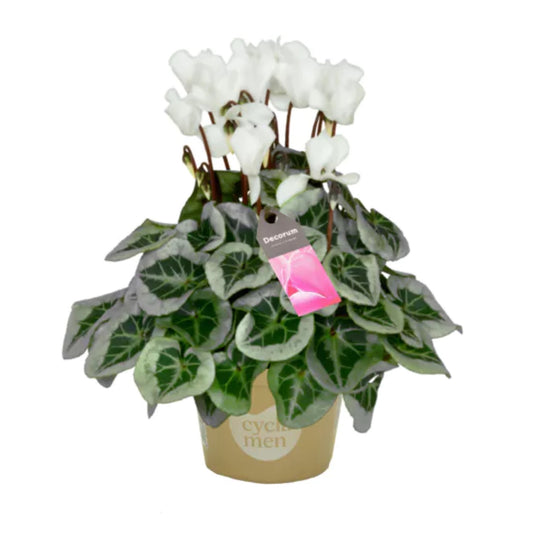 Cyclamen | White Variegata | 