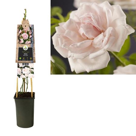 Climbing Rose | New Dawn | Perfect Plants for Under £50