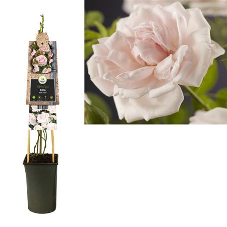 Climbing Garden Rose | New Dawn | Outdoor Plants