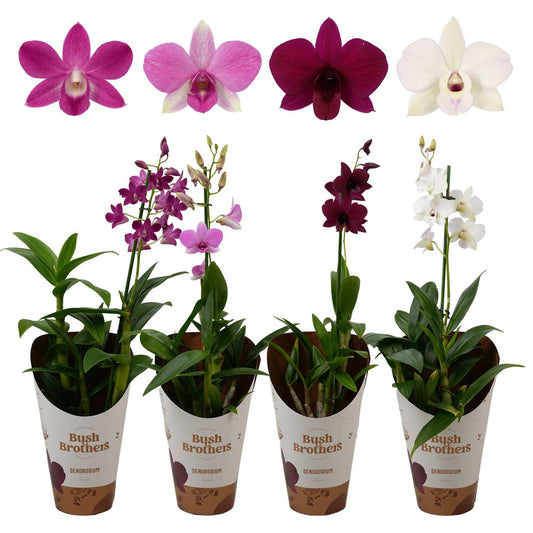 Singapore Orchid | Various Colours