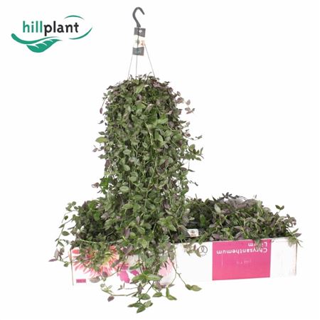 Wandering Dude | Pink Hill | Air Purifying Plants