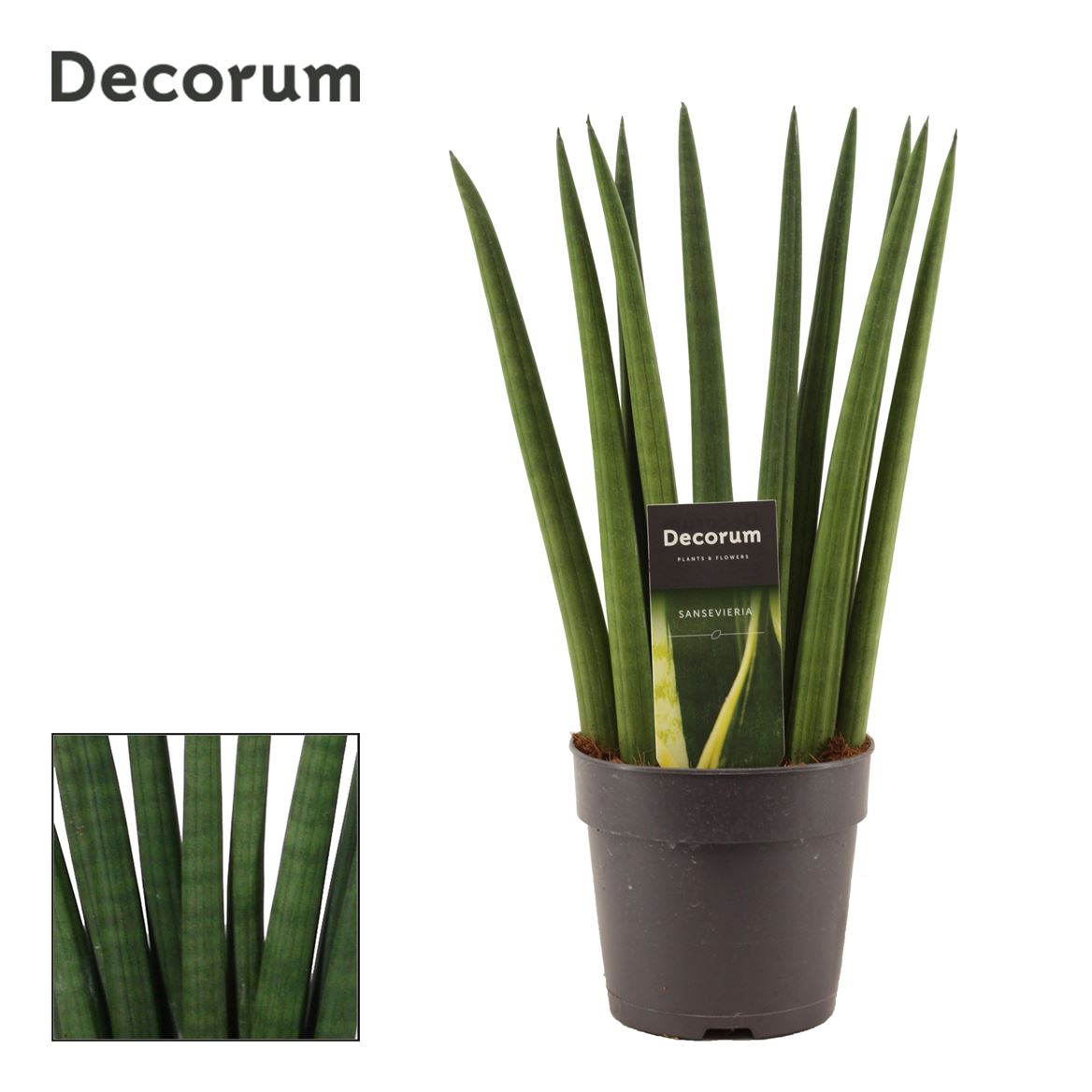 Snake Plant | Cylindrica Fan