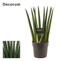 Snake Plant | Cylindrica Fan