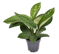 Devil's Ivy Epipremnum Marble Planet