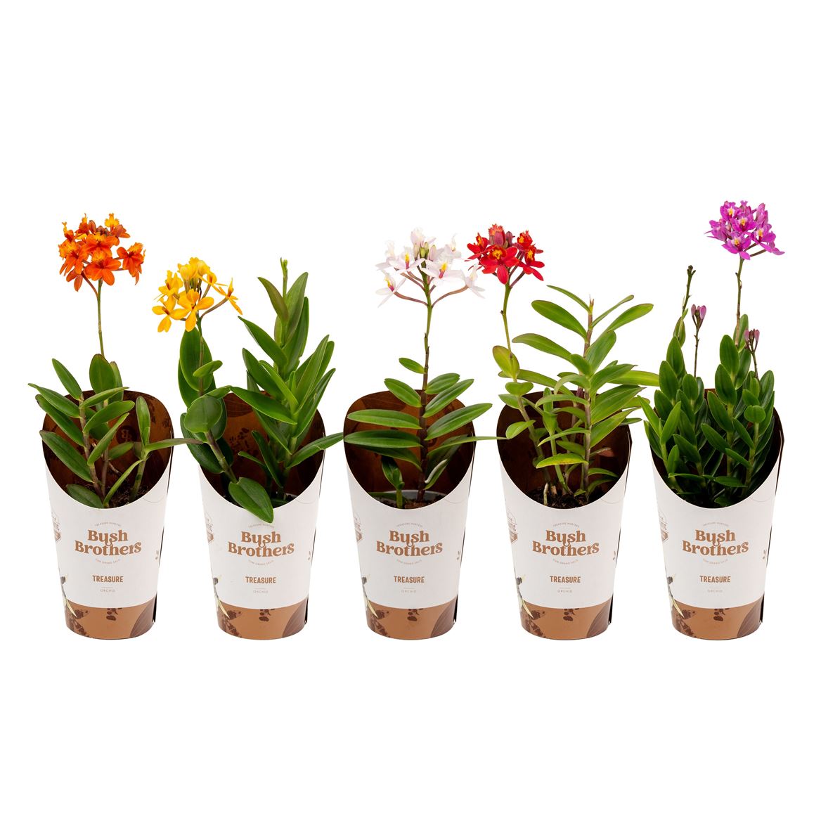 epidendrum potting mix Epidendrum Ibaguense Orchid | Surprise Colour