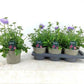 Pincushions | Surprise Colour | Outdoor Plant