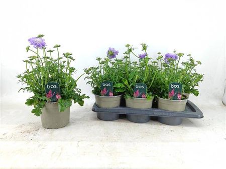 Pincushions | Surprise Colour | Outdoor Plant