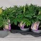 Lupin | Surprise Colour | Garden Plant