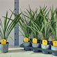Cordyline Palm | Outdoor Plant