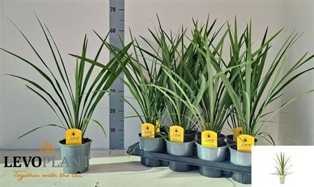 Cordyline Palm | Outdoor Plant
