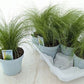 Pony Tail Grass | Outdoor Plant