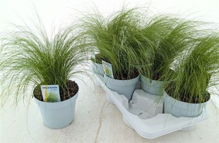 Pony Tail Grass | Outdoor Plant