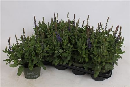 Salvia | Blue | Outdoor Plant