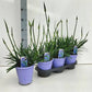 Agapanthus | Outdoor Plant