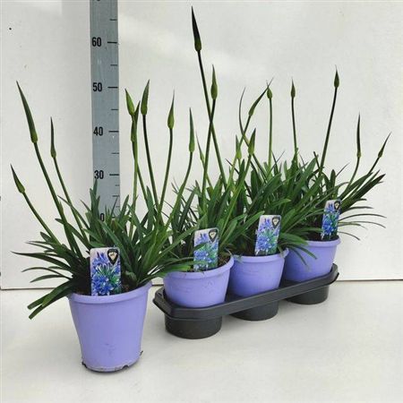 Agapanthus | Outdoor Plant