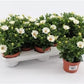 African Daisy | White | Outdoor Plant