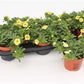 Million Bells | Yellow | Outdoor Plant