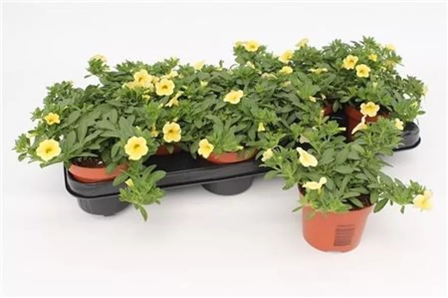 Million Bells | Yellow | Outdoor Plant