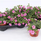 Million Bells | Pink | Outdoor Plant