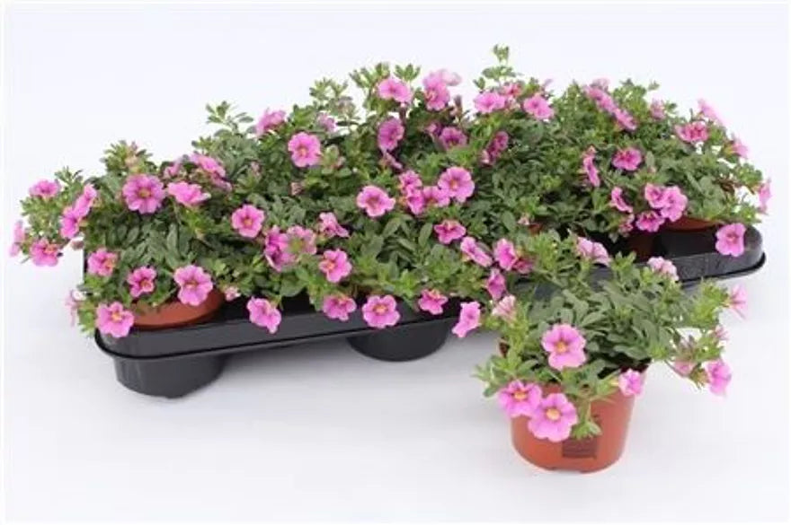 Million Bells | Pink | Outdoor Plant
