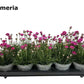Sea Thrift | Sweet Dreams Pink | Outdoor Plant