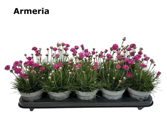 Sea Thrift | Sweet Dreams Pink | Outdoor Plant