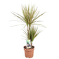 Dragon Tree | Marginata Bicolor