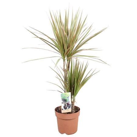 Dragon Tree | Marginata Bicolor