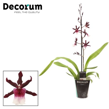 Cambria Orchid |  Renaissance | Indoor Plant