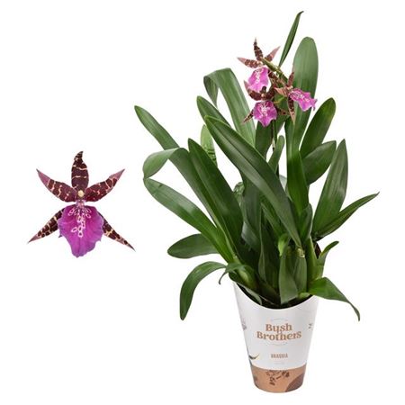 Spider Orchid | Summer Dream | Smashing