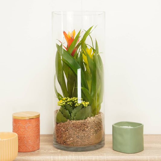 Large Bromeliad & Flaming Katy Terrarium | Air Purifying Plants