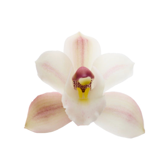 Cymbidium Orchid | Yuki | Potted Houseplants