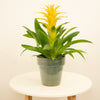 A lovely Yellow Diana Guzmania Bromeliad Indoor Tropical Houseplant - great for adding a natural touch to all sorts of spaces at home, in the workplace & beyond!
