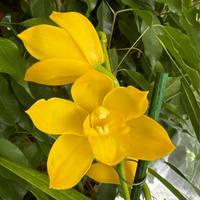 Cymbidium Orchid | Yellow