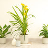Cymbidium Orchid | Sunny
