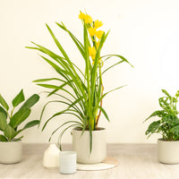Cymbidium Orchid | Sunny