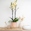 Yellow Phalaenopsis Orchid Delivery UK