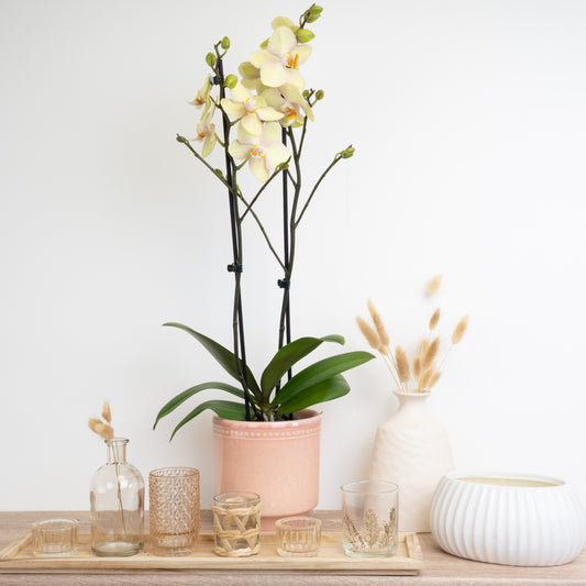 Phalaenopsis Orchid | Mellow Yellow | Perfect Plants for Under £30