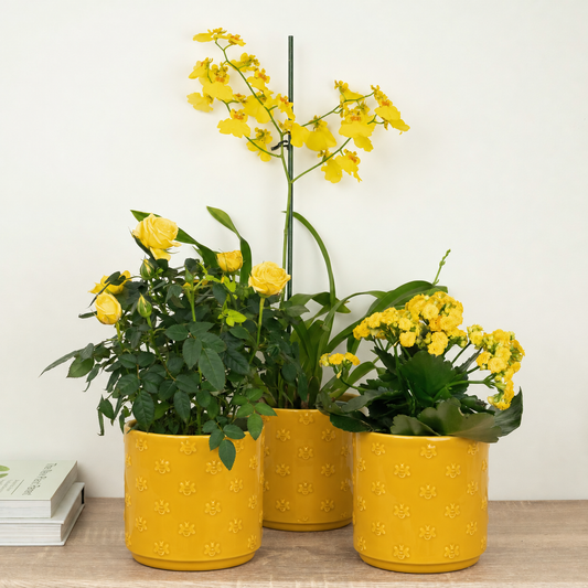 You Are My Sunshine | Plant Bundle | 