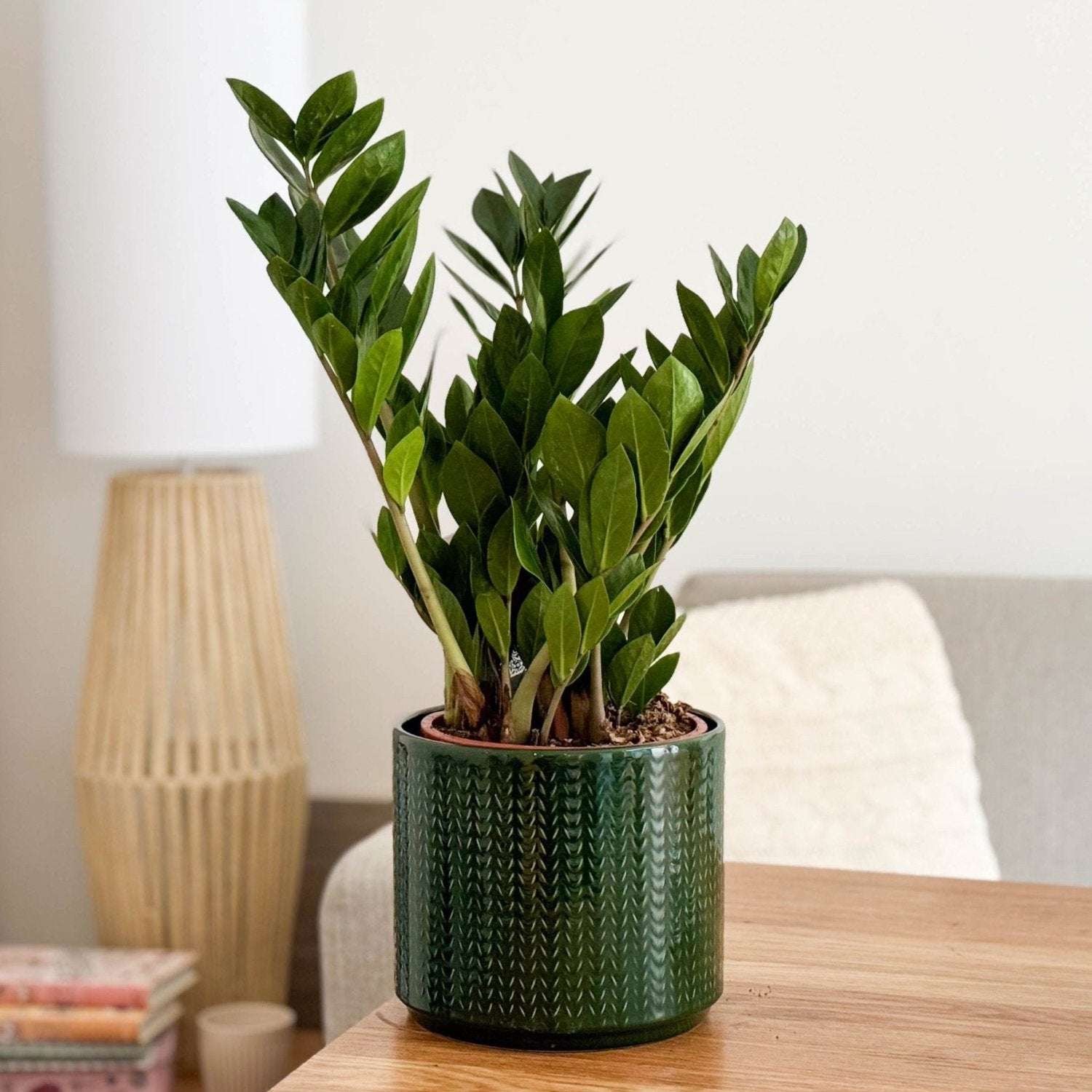 90-110cm zz plant 21cm pot large zanzibar gem ZZ Plant