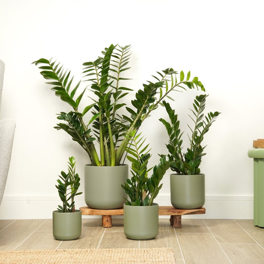ZZ Plant | Perfect Plants for Under £50