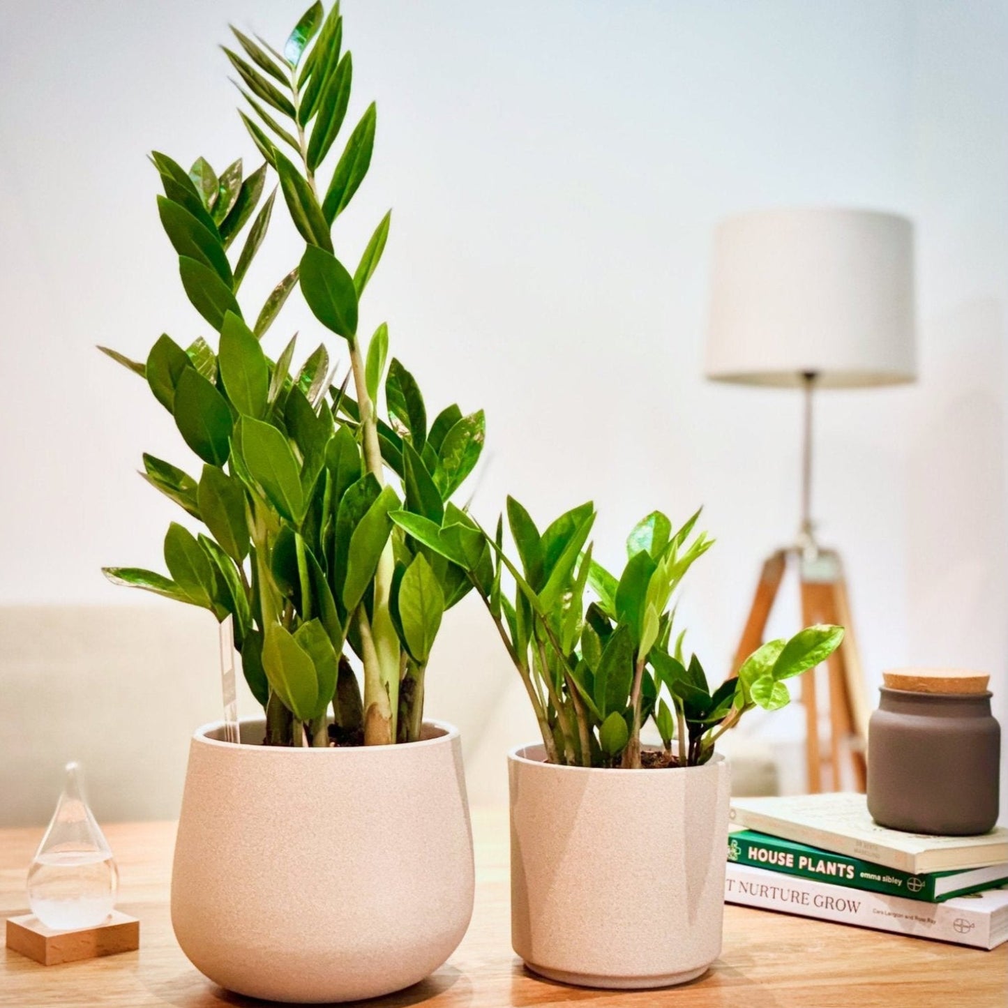 ZZ Plant