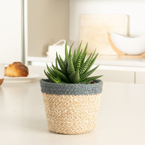 Zebra Cactus | Concolor - Indoor Plant