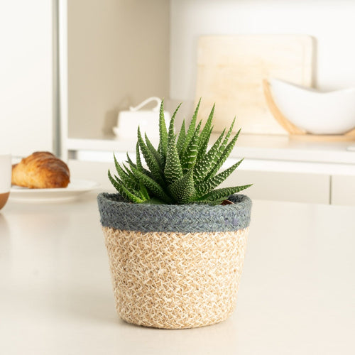 Zebra Cactus | Concolor