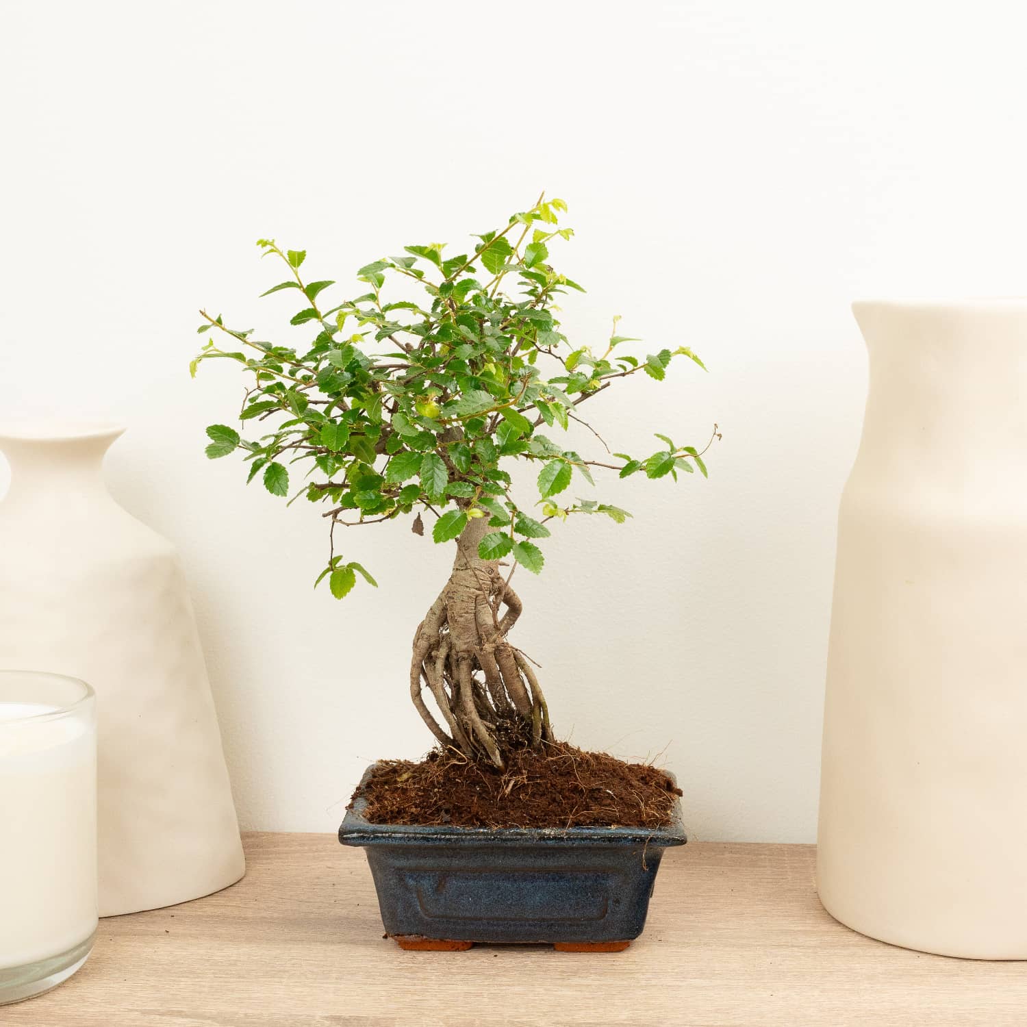 zelkova bonsai tree Zelkova | Bonsai