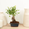 A stunning tropical indoor 'Zelkova Serrata' Bonsai - also known as the 'Japanese Elm' in a cosy ceramic rectangular pot. Great for gifting and sure to inspire with its distinct appearance, ease of care and exotic beauty! 