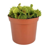 A captivating 'Zipp' Venus Fly Trap Plant - also known as Dionaea Muscipula