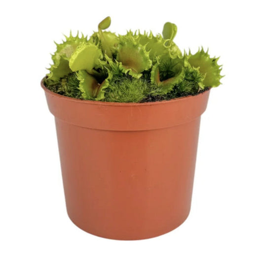 Venus Fly Trap | Zipp | New | 