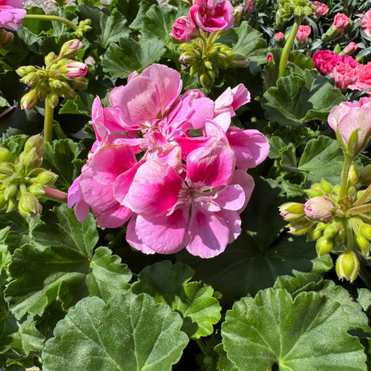 Pelargonium | Patio Plant Bundle | Houseplant Bundles